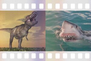 T Rex e squalo in due pellicole a cornice