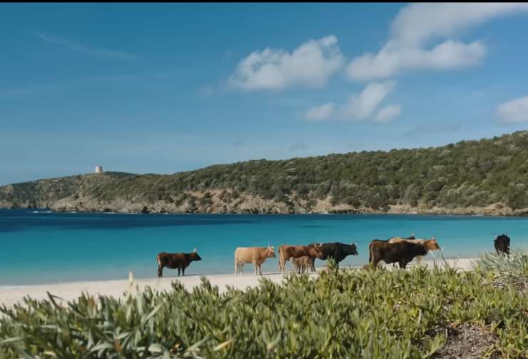 Panorama Sardo con le mucche in spiaggia