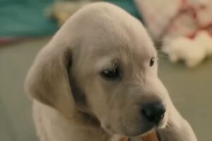 Il primo piano di un cucciolo di Labrador dal film Io e Marley