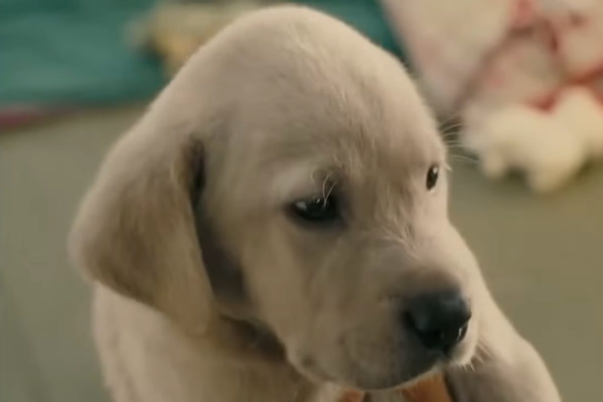 Il primo piano di un cucciolo di Labrador dal film Io e Marley