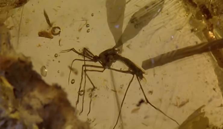 La zanzara di Jurassic Park sigillata nella resina