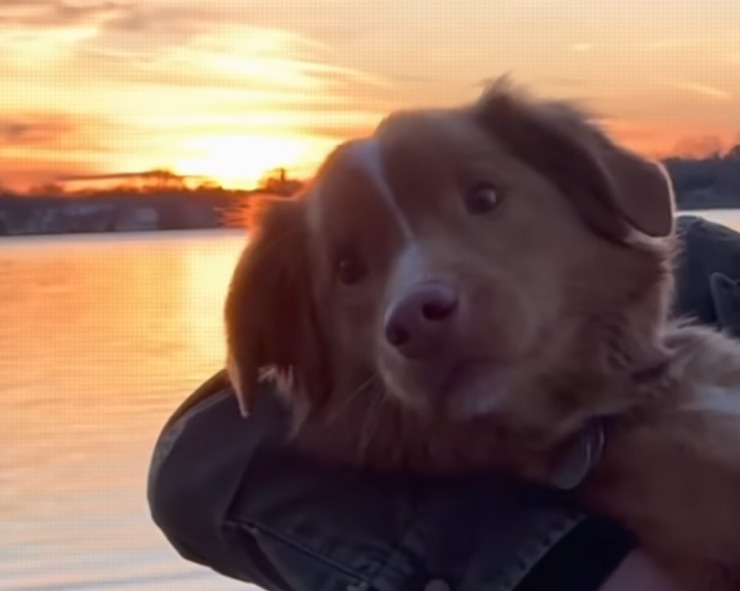 Un cane in braccio al proprietario con il musetto in primo piano e un tramonto alle sue spalle